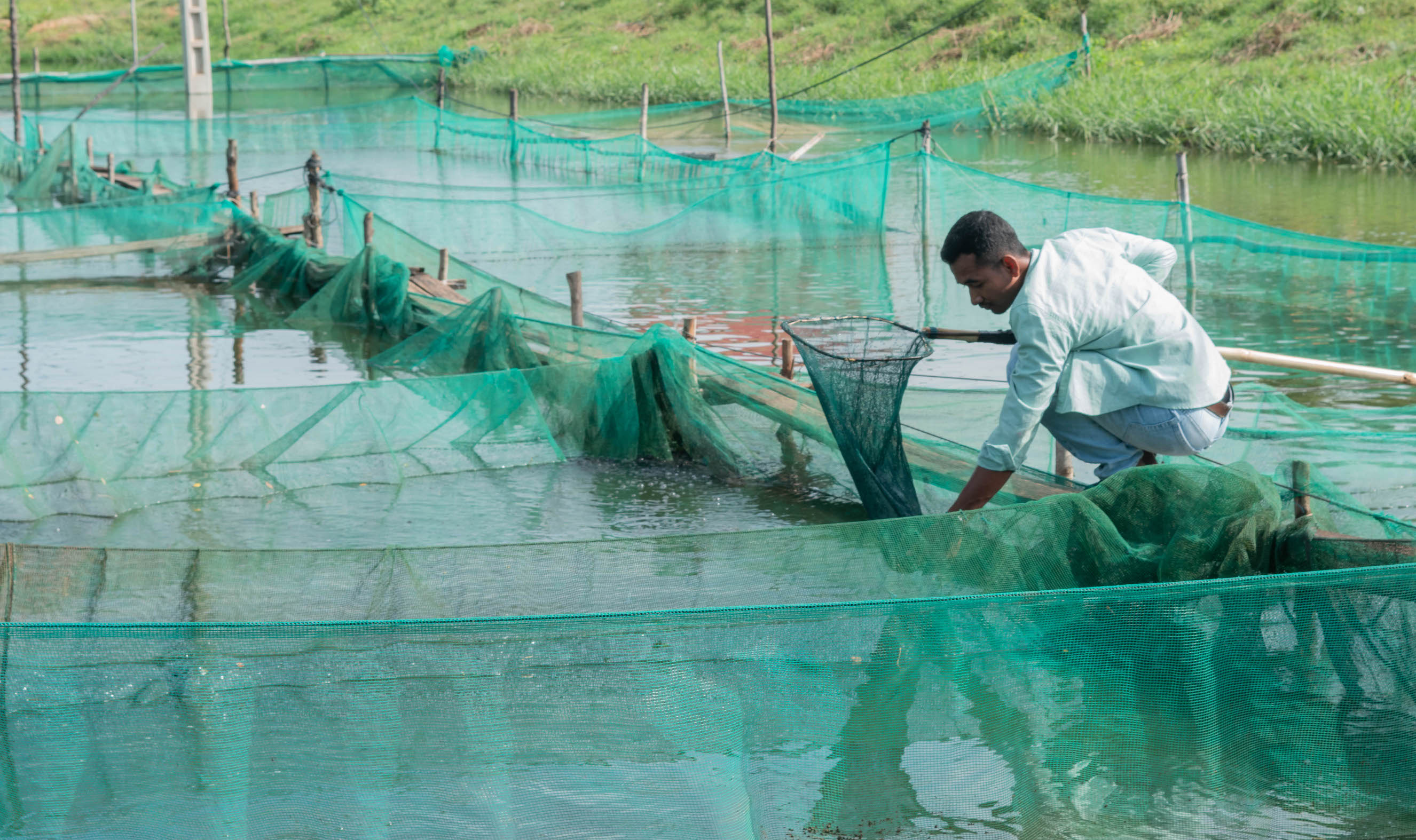 Development of Bighead Catfish Culture for Sustainable Aquaculture in